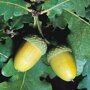 Quercus robur
